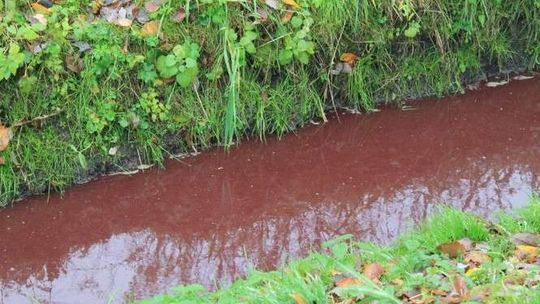 Krew z zakładów mięsnych płynęła rzeką. Sprawa ma trafić do prokuratury