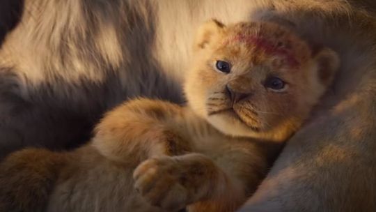 "Król Lew" i "Fighter". Repertuar kin i teatrów w weekend w Lublinie i regionie [19-21.07] 