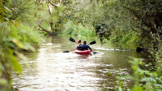Królowa ma atrakcyjną konkurentkę. Warto będzie wybrać się do Przystani Rybitwy