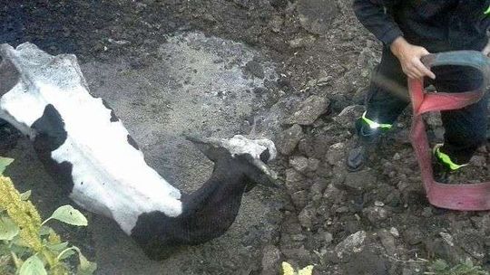 Krowa chuda jak szkielet. Strażacy ją uratowali i odkryli jak tam traktuje się zwierzęta