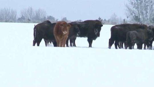 Krowa na gigancie. Już trzy miesiące żyje z żubrami w Białowieży [wideo]