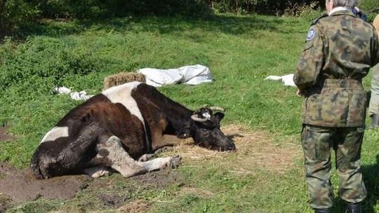 Krowa od 10 dni leżała na łące. Trzeba było ją uśpić