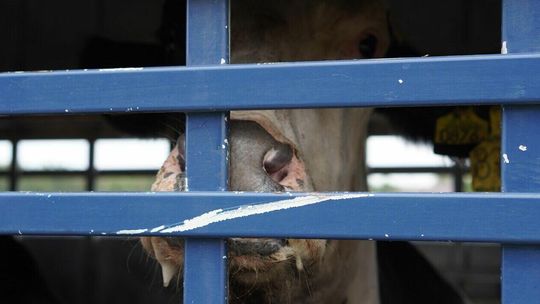 Krowy cierpiały w transporcie, część z nich uśmiercono. Sprawa trafiła do prokuratury