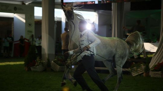 Krowy pomogły stadninie w Janowie Podlaskim