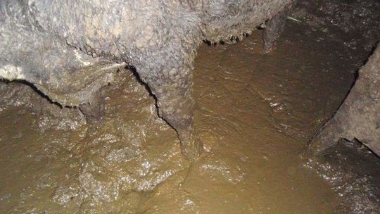 Krowy stały w bajorze z odchodami. Prace społeczne za znęcanie się nad zwierzętami