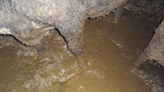 Krowy w bajorze z odchodami. Zwierzęta zabrane właścicielowi