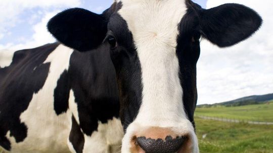 Krowy zakażone wąglikiem nie trafiły do Polski