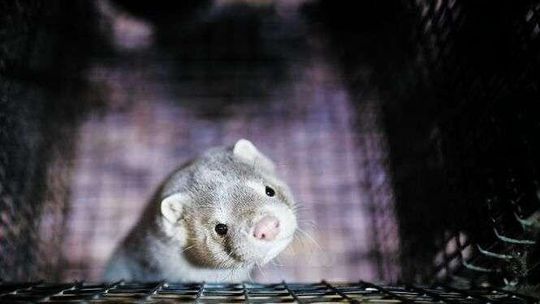 Krwawa cena futra. PiS chce skończyć z hodowlą zwierząt futerkowych w Polsce