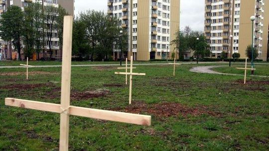 Krzyże w miejscu wyciętych drzew na Bronowicach