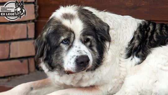 Księdzu wolno dręczyć psa? Lubelski sąd umorzył postępowanie