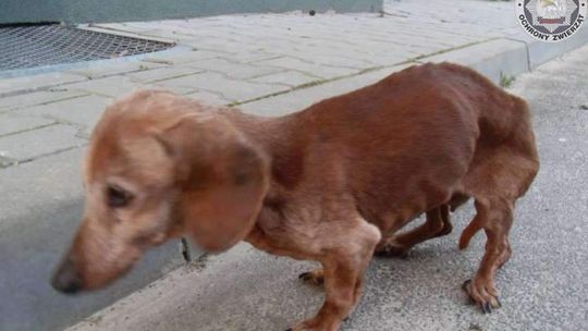 Kto chciał zagłodzić psa?