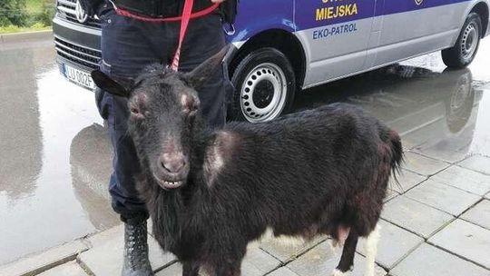 Kto i za co dostał mandat od Straży Miejskiej? Rekordzistą był kierowca ze Staszica