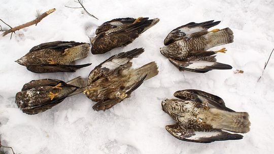 Kto otruł myszołowy w gm. Potok Górny? 