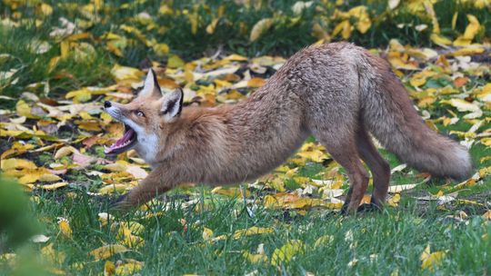 Kto przychodzi do ogrodu, czyli o fotografowaniu ziewającego lisa