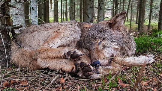 Kto strzela do wilków w rejonie Roztoczańskiego Parku Narodowego?