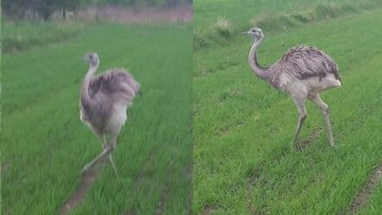 Kto widział strusia? Od kilku dni biega koło Mełgwi