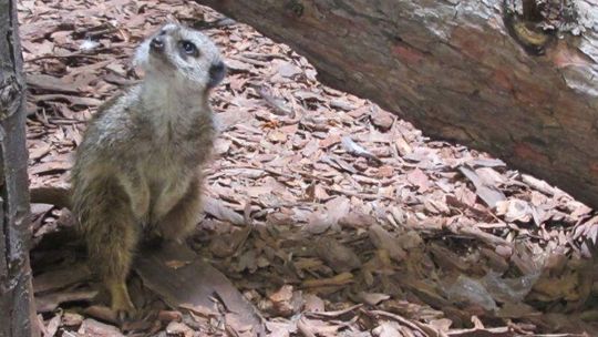 Kto wygra mecz otwarcia Euro 2012? Surykatka: Polska!