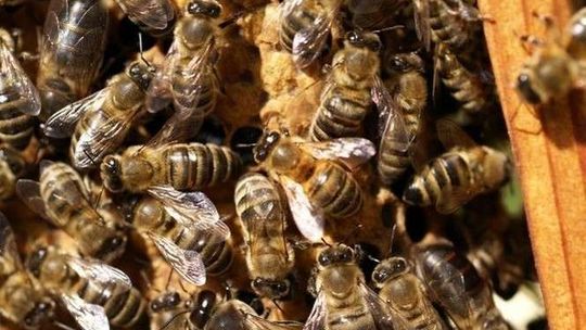 Kto wytruł pszczoły pana Stanisława? "Musiały dostać dużą dawkę substancji owadobójczej"