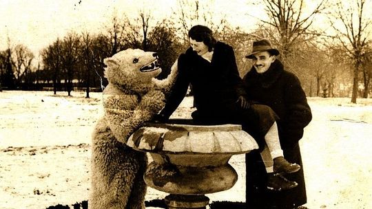 Kto zna historię białego misia z Zamościa. Czekamy na Wasze zdjęcia