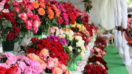 Które kwiaty najpiękniejsze? Święto Róż w Końskowoli (zdjęcia)