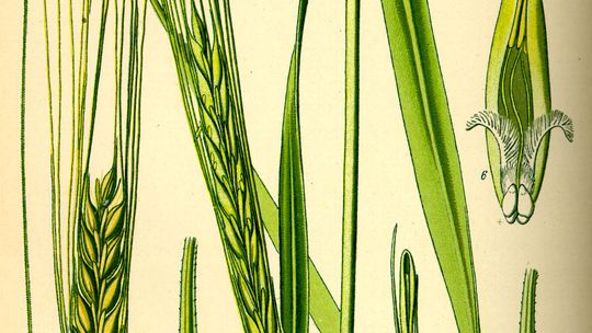 Który jęczmień jest twardzielem? Jest przewodnik dla rolników