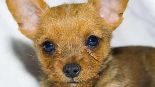 Który jest najsympatyczniejszy? W niedzielę w Lublinie konkurs dla kundelków