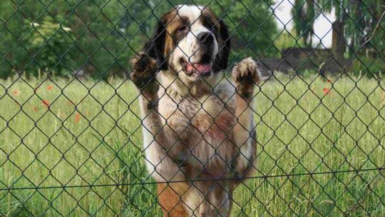 Ktoś porzucił bernardyna. Pies trafił do schroniska