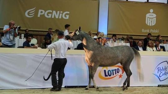 "Ktoś przyjeżdża i sobie kupuje". Stadnina w Janowie sprzedaje aukcyjne konie. Komu i za ile?