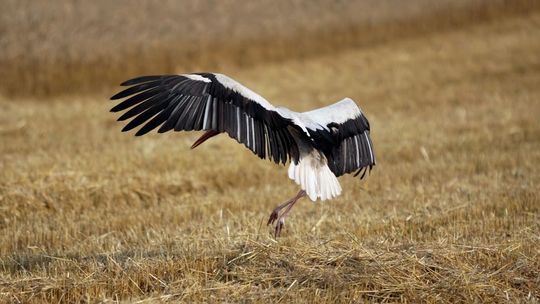 Ktoś strzela do bocianów koło Świdnika. Policja szuka sprawców
