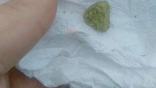 Ktoś truje psy na osiedlu w Lublinie. "To trwa już od roku"