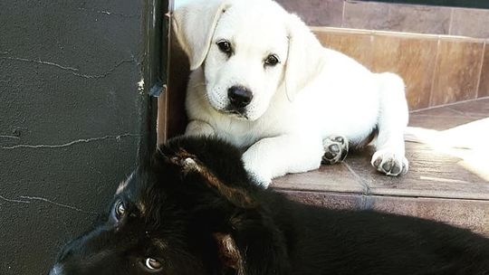 Ktoś ukradł szczeniaki pana Marcina. Internauci chcą pomóc