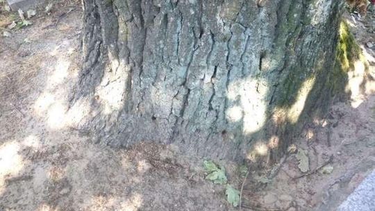 Ktoś wywiercił dziury w dębach na cmentarzu i wlewał do nich chemikalia