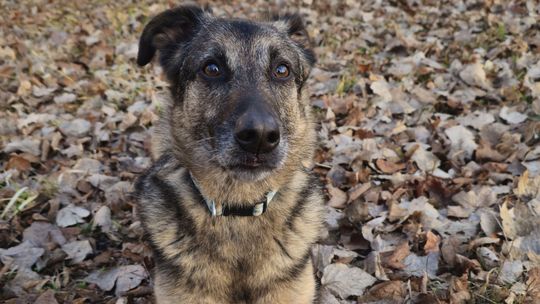 Ktoś z parafii zabił mi psa - twierdzi pan Arkadiusz 