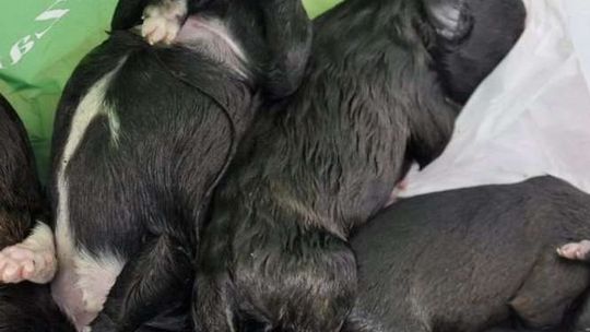 Ktoś zapakował 8 szczeniaków do reklamówki i wrzucił do kosza na śmieci. Przeżył tylko jeden