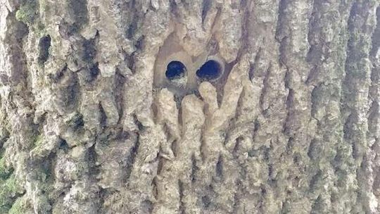 Ktoś zniszczył 15 starych drzew. Nawiercił otwory i wpuścił truciznę