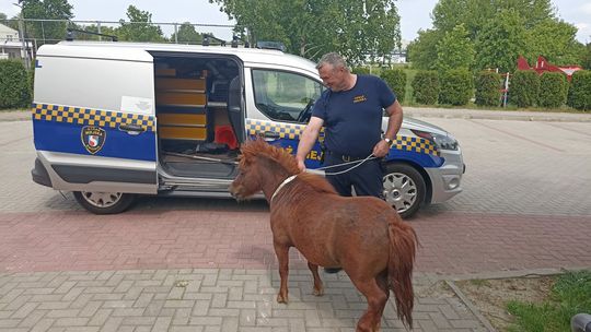 Kucyk na gigancie. Właściciel poszukiwany 