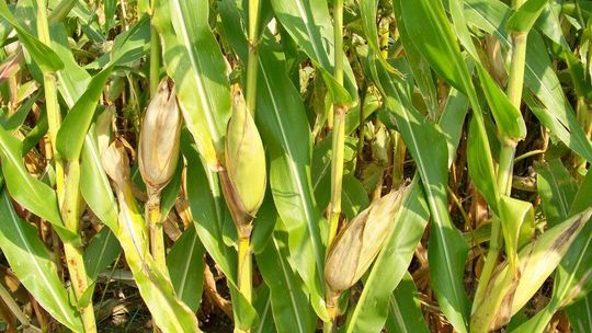 Kukurydza GMO może szkodzić