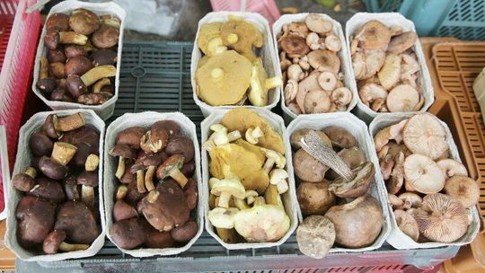 Kulinarna Mapa Lubelszczyzny: Polowanie na kanie