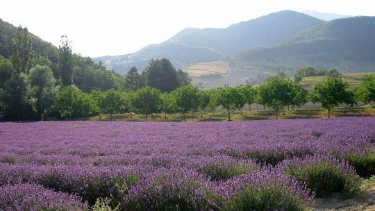 Kulinarna Mapa Lubelszczyzny: Prowansalski smak