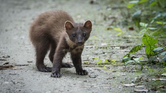 Kuny są większe, bo klimat się zmienia