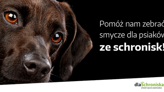 Kup smycz dla psa ze schroniska