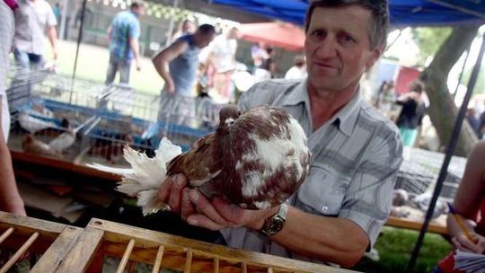 Kup taniego gołębia! Nie będziesz żałować jak ci nawieje