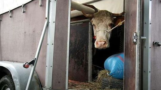 Kupił krowę. Zaatakowali go, bo nie był "swój"