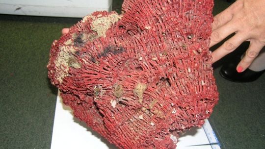 Kupił na Ukrainie zakazane pamiątki, teraz ma problemy