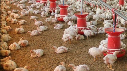 Kurniki zaleją powiat bialski? Kolejna lokalizacja pod Białą Podlaską 