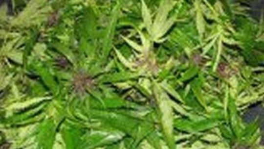 Kurów. Bracia uprawiali konopie w doniczkach