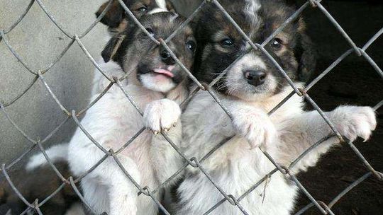 Kurów: Porzucone szczeniaki czekają na nowy dom