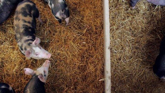 Kury i świnie skazane na GMO