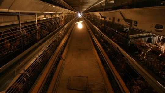 Kury jeszcze poczekają