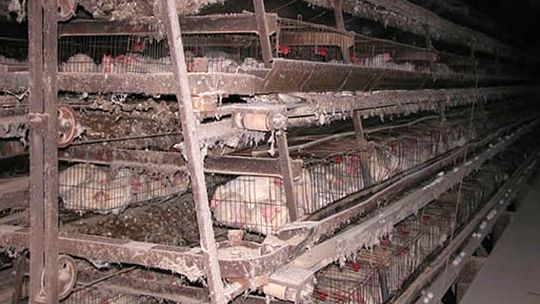 Kury jeszcze poczekają na większe klatki